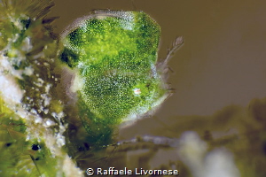 green alga hairy shrimp by Raffaele Livornese 